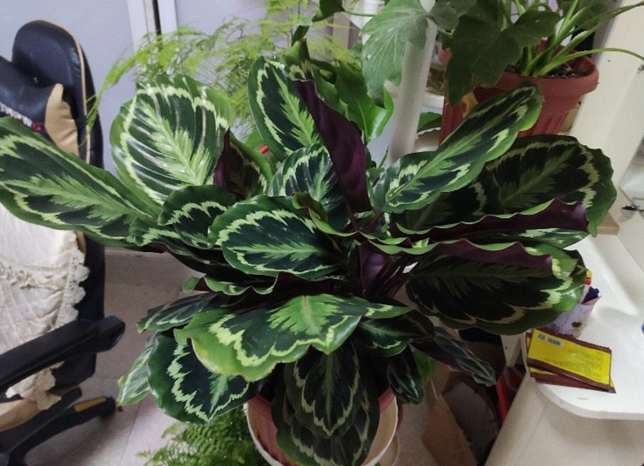 哪些花冬天需要移到室内,冬季花怎么过冬最好