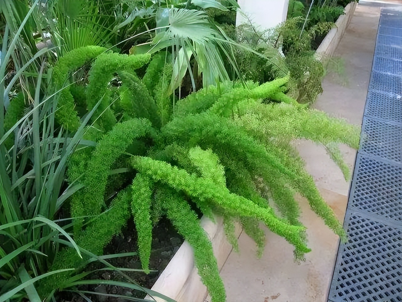 好养的喜阴花有哪些室内,哪些花喜阴不见阳光也可以生长