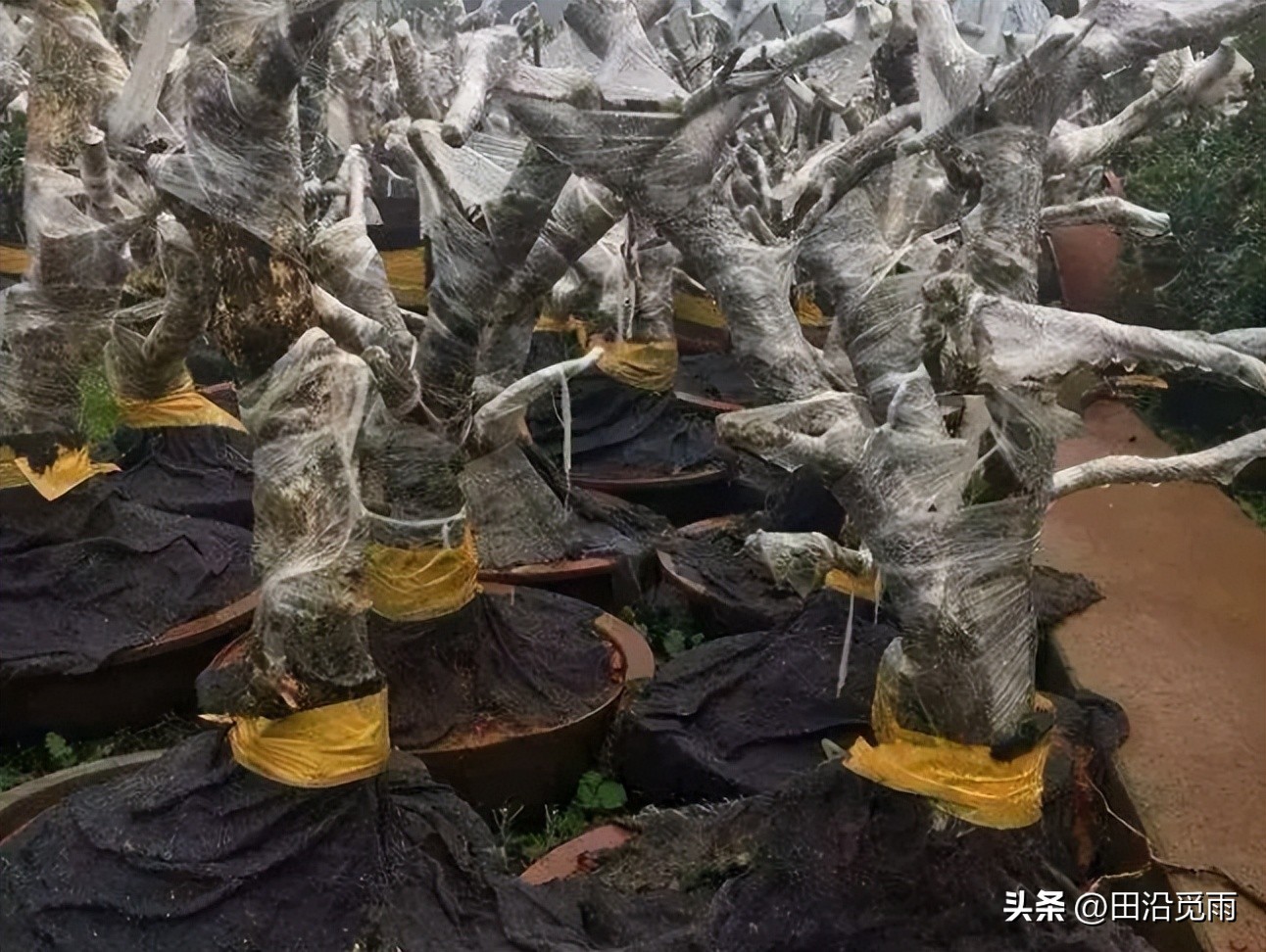 刚挖的盆景树怎么修剪,刚挖出来的盆景养护方法