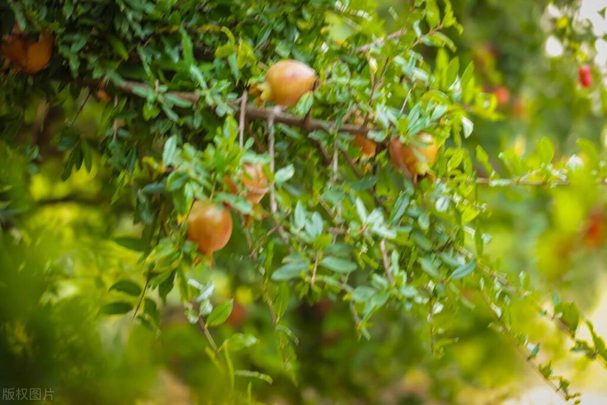 五树进宅人穷家败有什么说法,五树进宅人穷家败的寓意