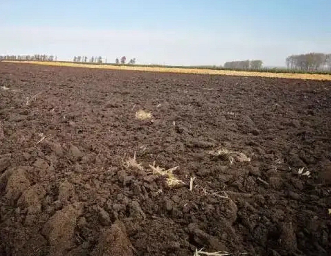 东北黑土地耕地中的大熊猫,东北黑土地保护大熊猫
