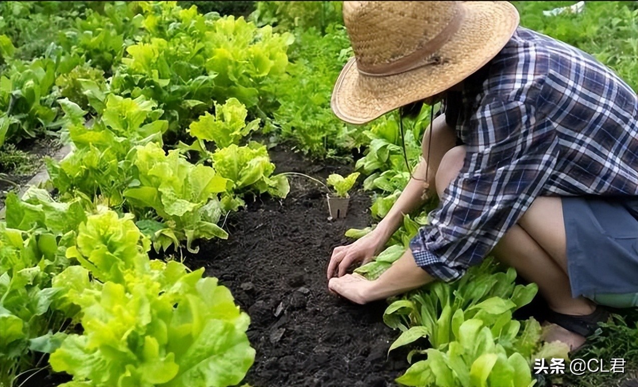 阳台种菜菜青虫打什么药,种菜有小虫子有什么办法解决