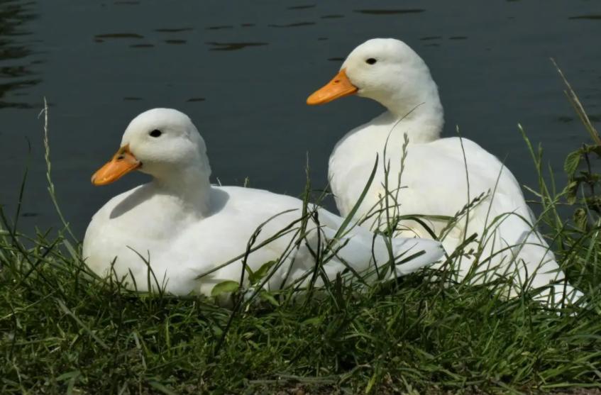 蛋鸭春季掉大毛怎么补救,种鸭产蛋下降原因