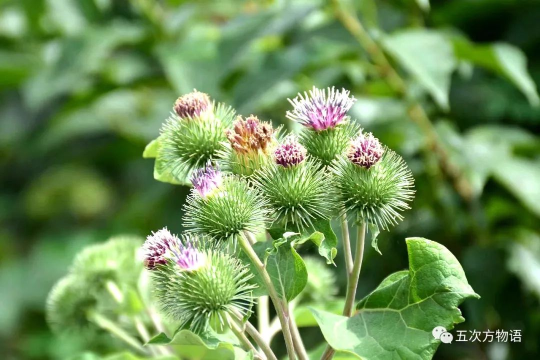 根类食物大全 (5种根菜类的食材)