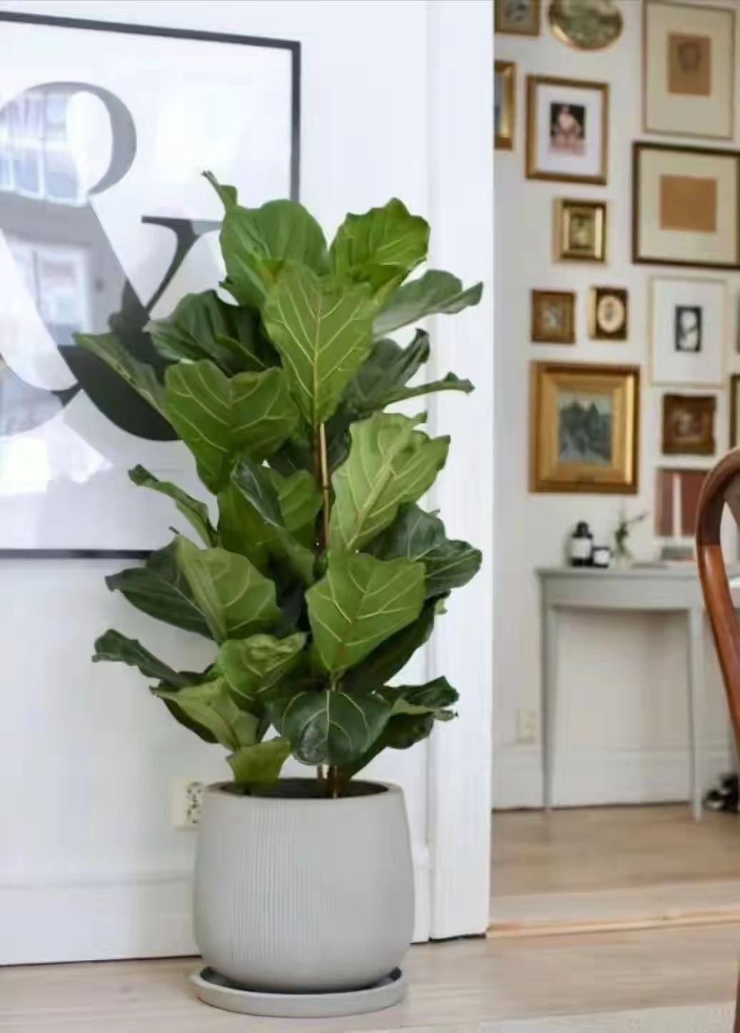 客厅买什么花放最好风水旺,客厅摆什么花容易招财运