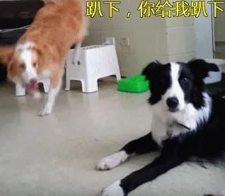 无体味不掉毛不拆家不叫的狗,体味最大的狗狗排行榜前十位