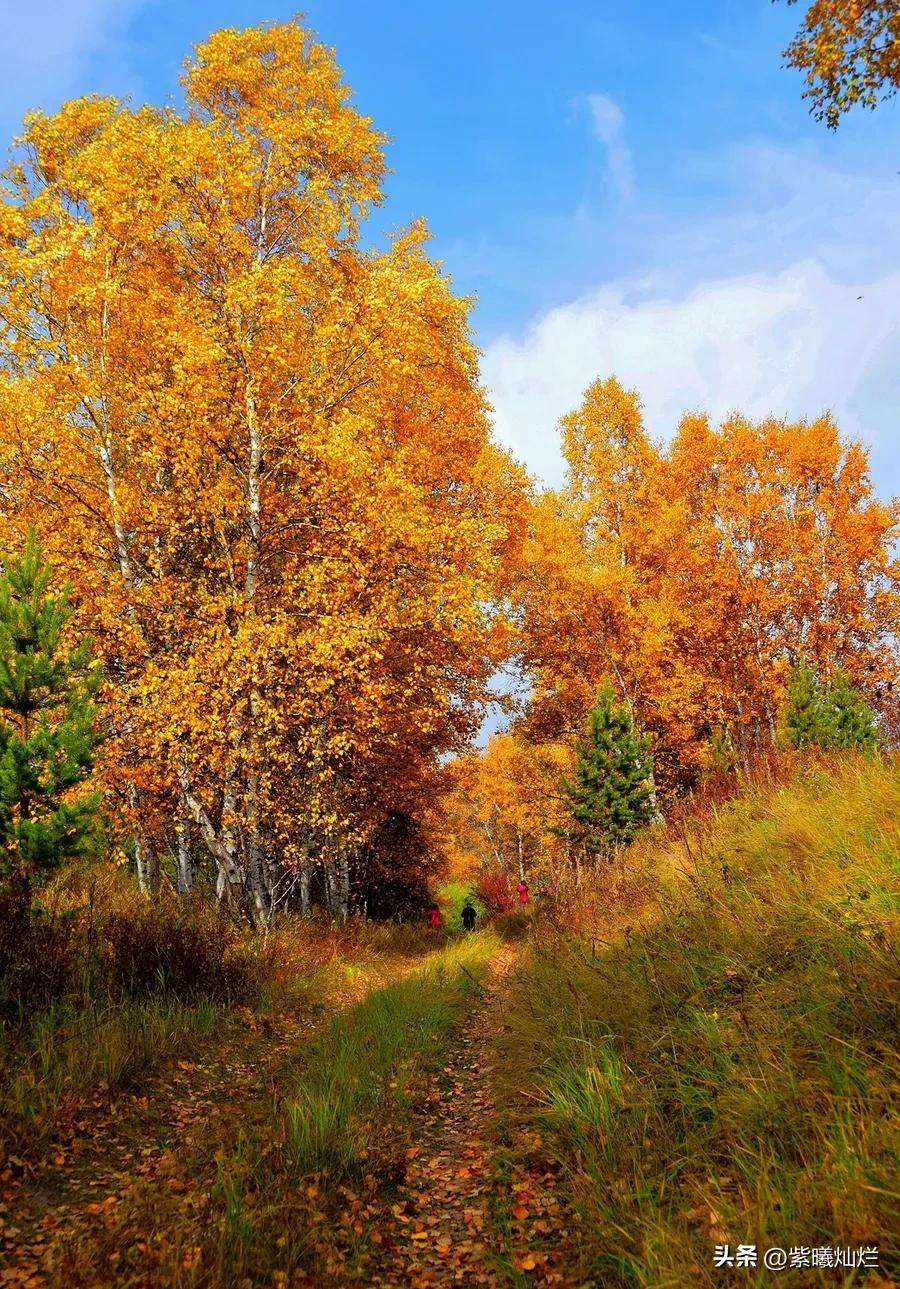 一地落叶渲染了秋色惊艳了时光,秋风亲吻银杏叶