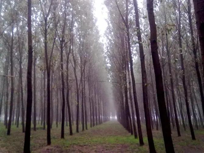 山东阳谷白事行礼,山东阳谷丧事祭拜