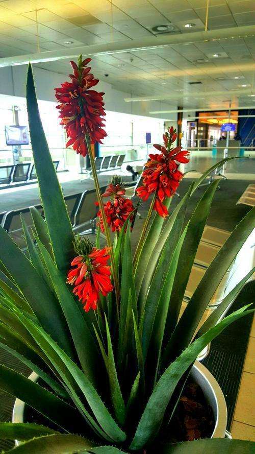 十种最吉利的镇宅绿植盆栽,阳台旺宅的大盆栽花