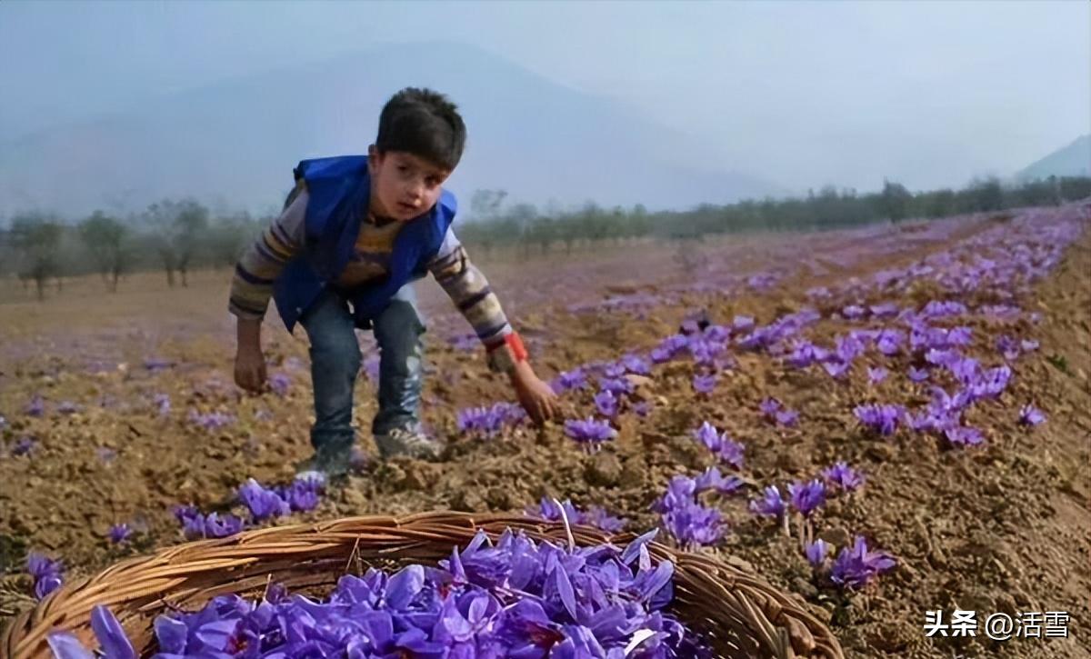 藏红花产自伊朗为什么叫藏红花,最好的藏红花产地在伊朗的哪里