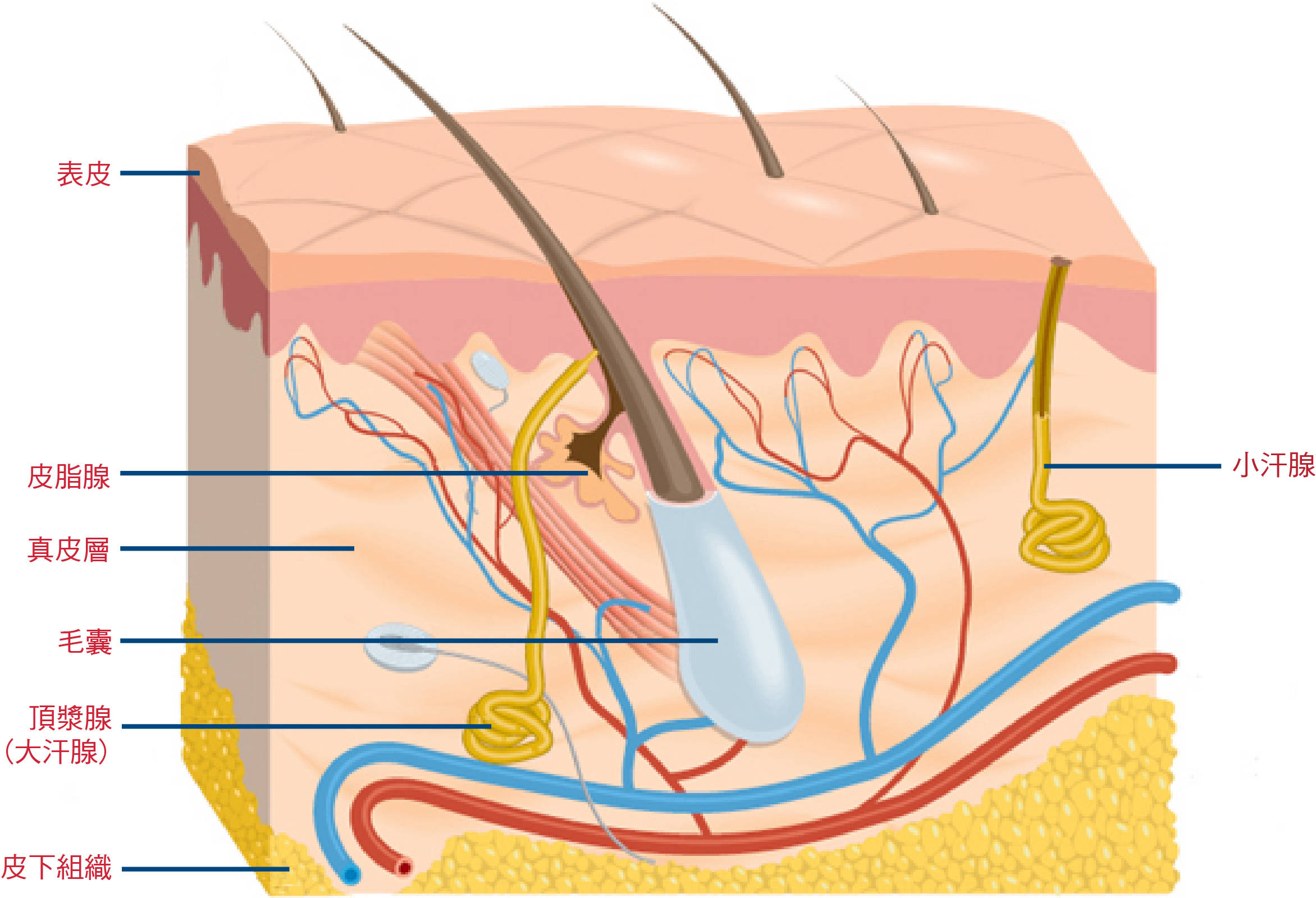 人类全身褪去毛发后,为什么只留下头发、阴毛和腋毛?