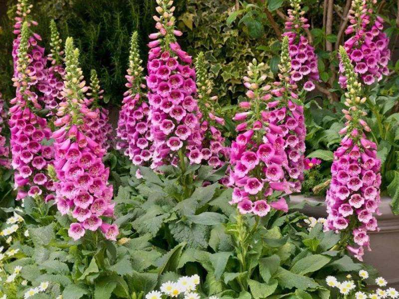 常见有毒花千万别碰,世上有毒的花和植物