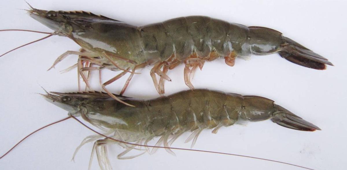 对虾养殖的碳氮磷比,对虾溶氧与产量的关系