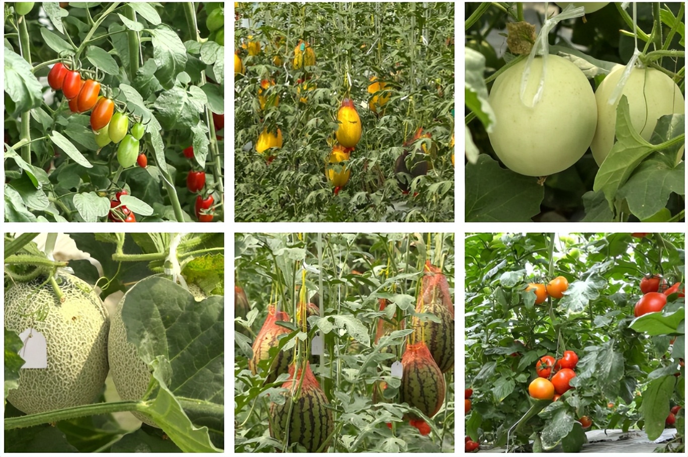 擦亮高原特色农产品名片,擦亮农产品金名片