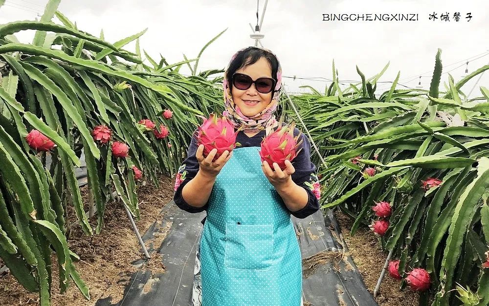 旅居海南：九所新区的浪漫情