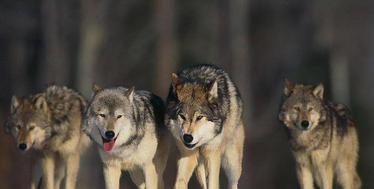 如何注册成为一个创业公司,一家创业公司你会怎么做