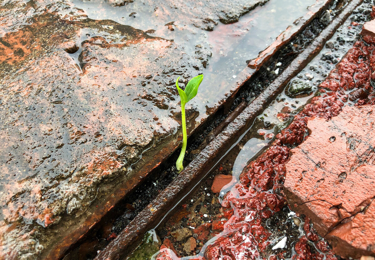 七音符和世界的关系,从音符认知道家思想及做事成败的关键(一)