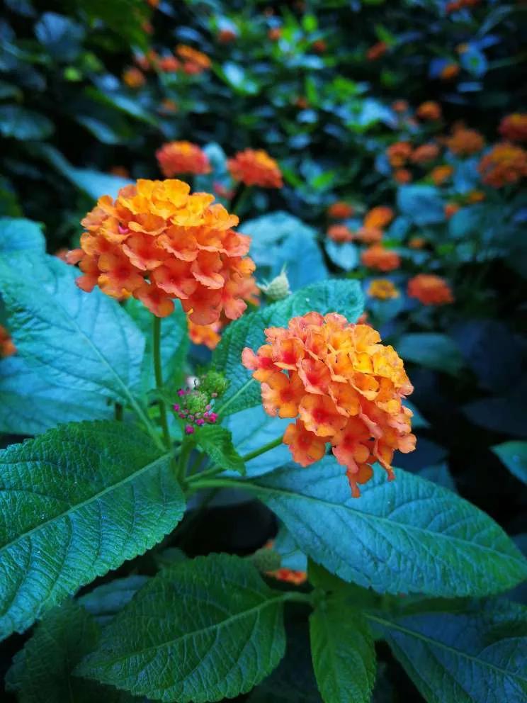 认识各种花的寓意,认识各种花的名称