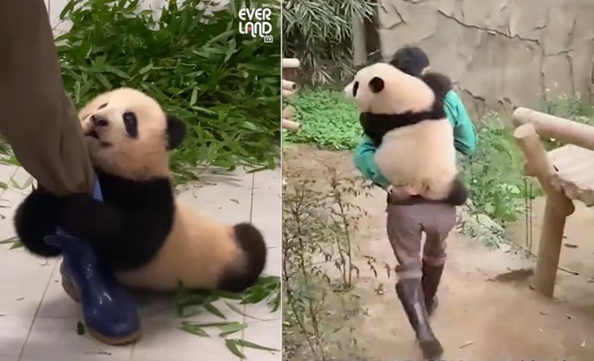 熊猫在各国的待遇相差到底有多大,熊猫在各国待遇