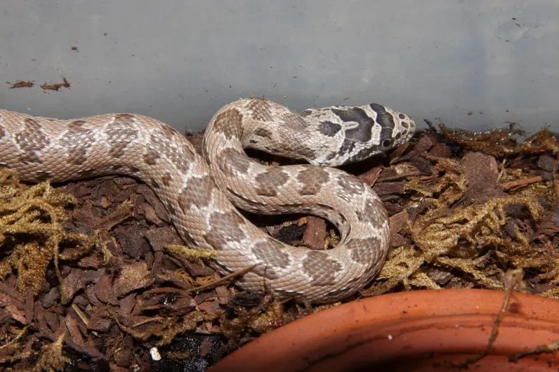 「原来欧洲有这么多种蛇？！」偷师卡塞尔的豢龙大师·下