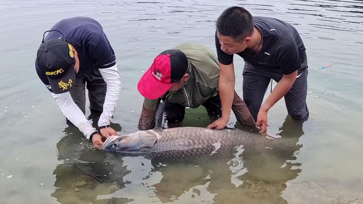 钓鱼人钓获“百斤青鱼王”,丹江口钓获最大青鱼纪录