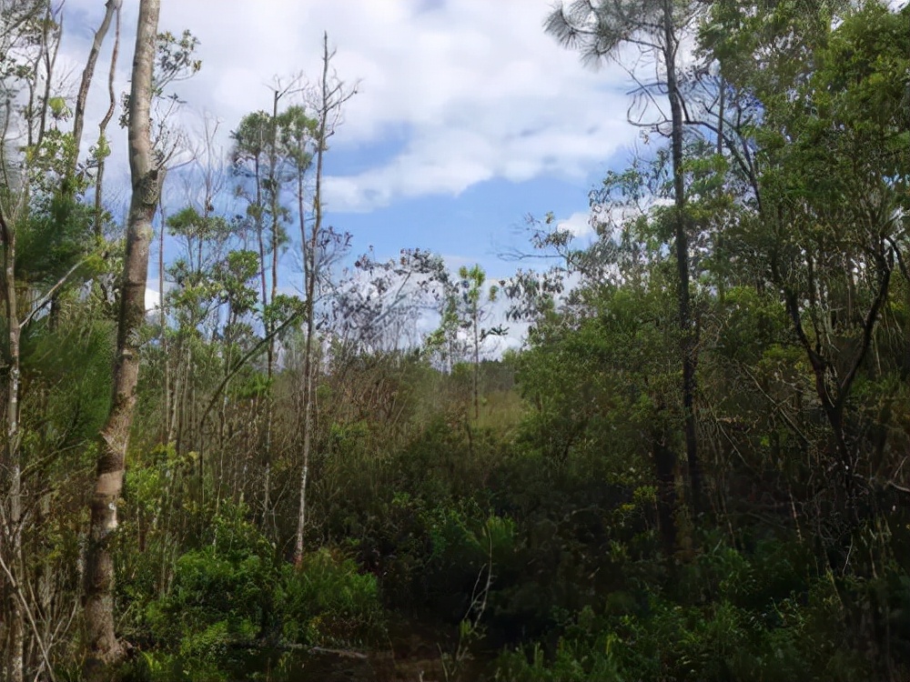 祖传毒蛇术招蛇视频,湖南村民招蛇术