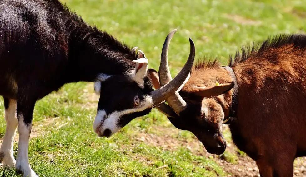 把10头公羊和10头母羊，放到有森林的孤岛上，10年后会怎么样？
