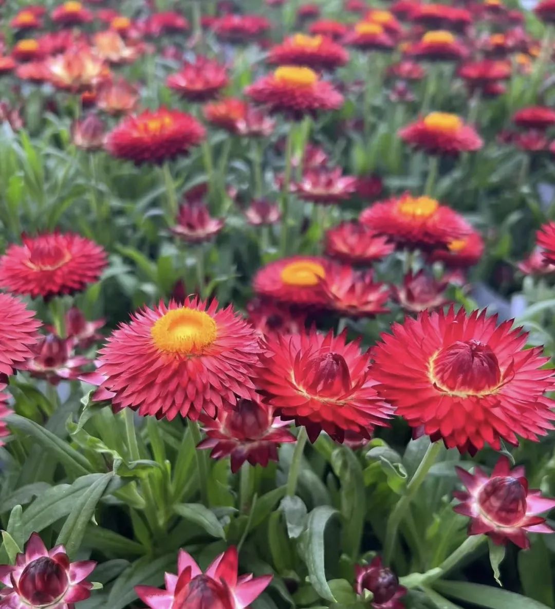 种花要知道五种水浇啥花都旺,老花农养殖技术