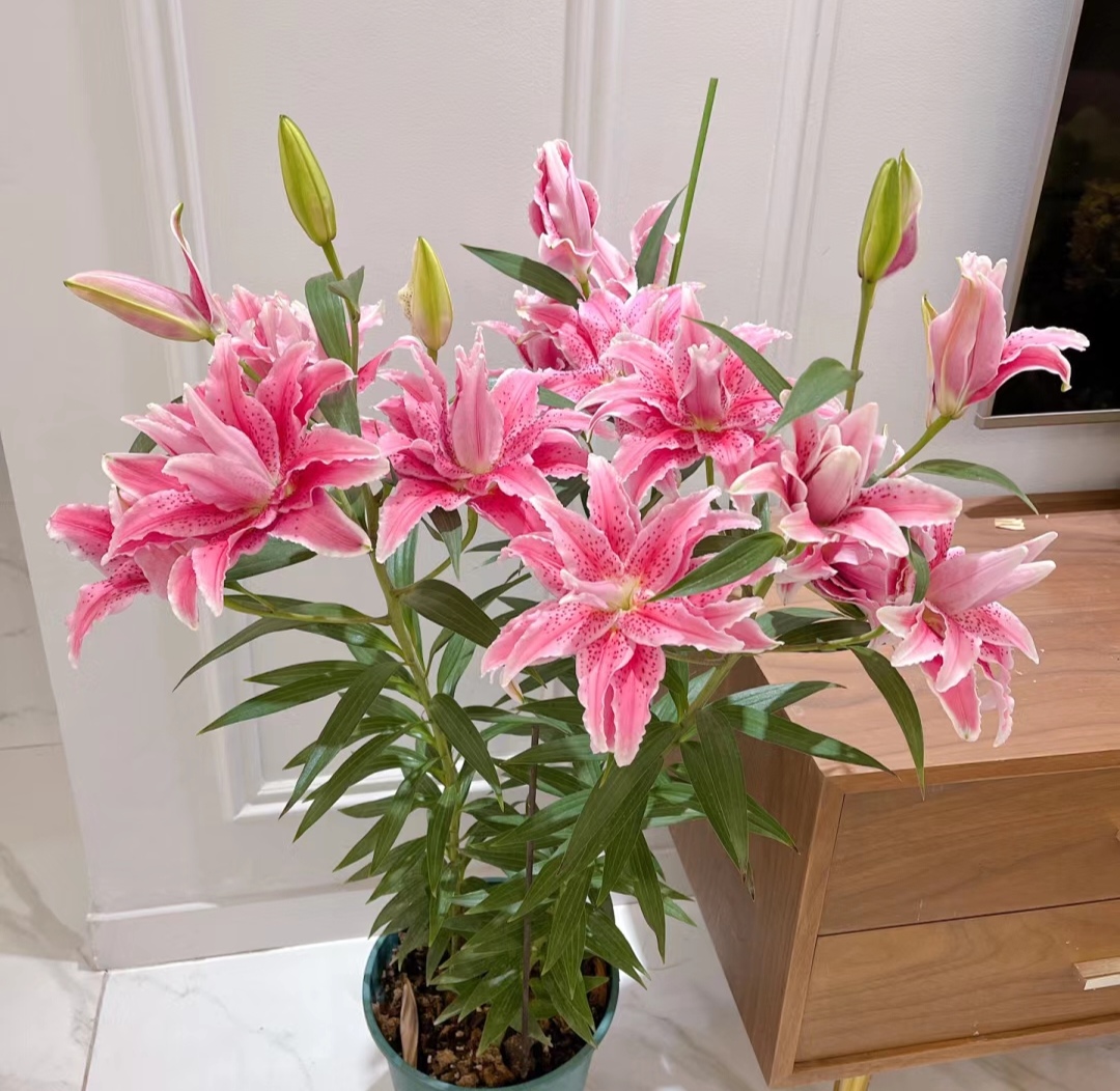 走霉运养什么花旺财运呢,养什么花好运气又旺财