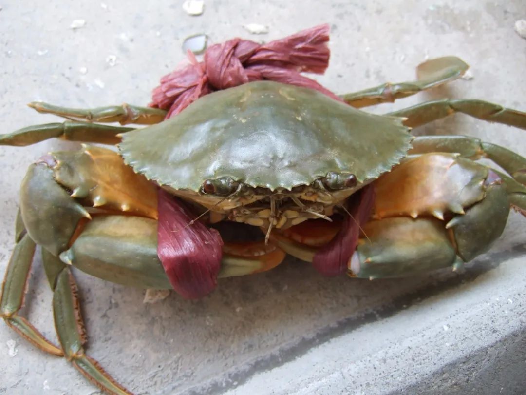 超市买了冷冻活螃蟹死了能吃吗,冷冻过的看着是死的螃蟹能吃吗