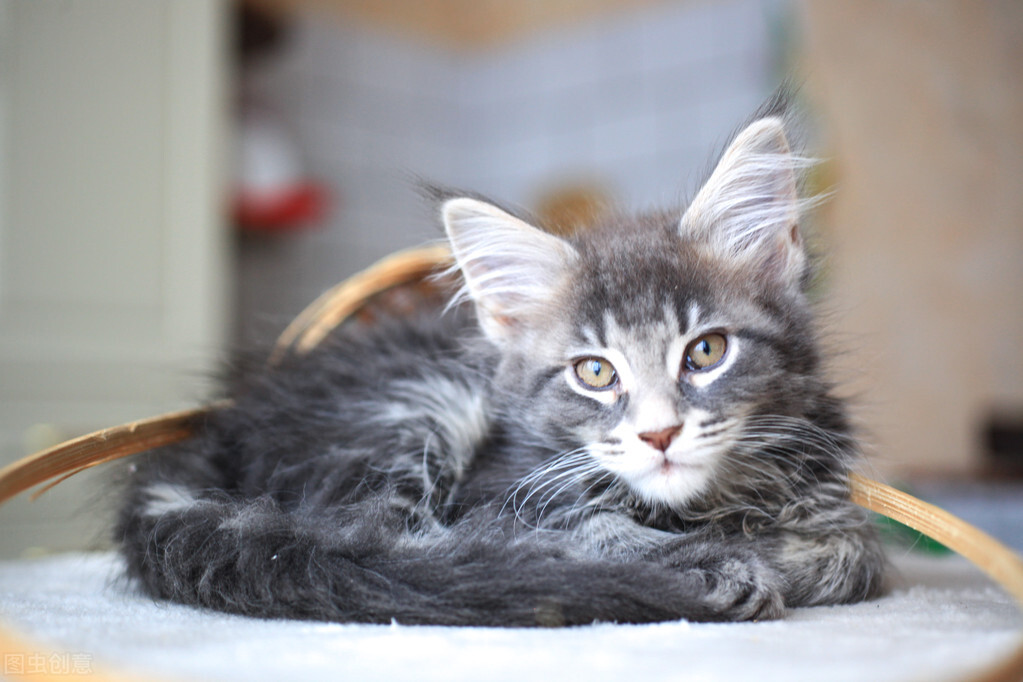 科普一下宠物托运注意事项,宠物运输服务常识