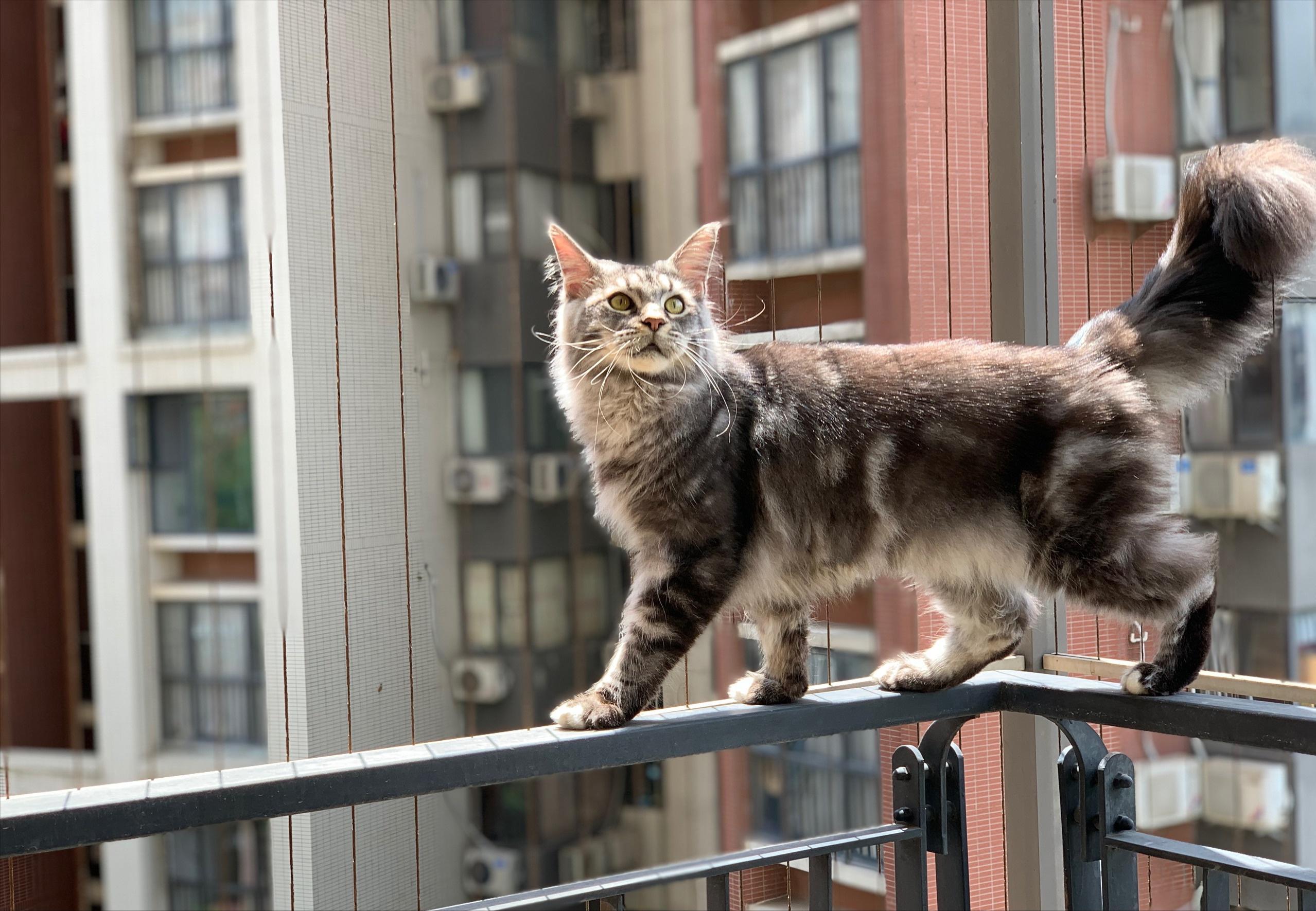 养猫我劝你养中华狸花猫,养巨型缅因猫的感受