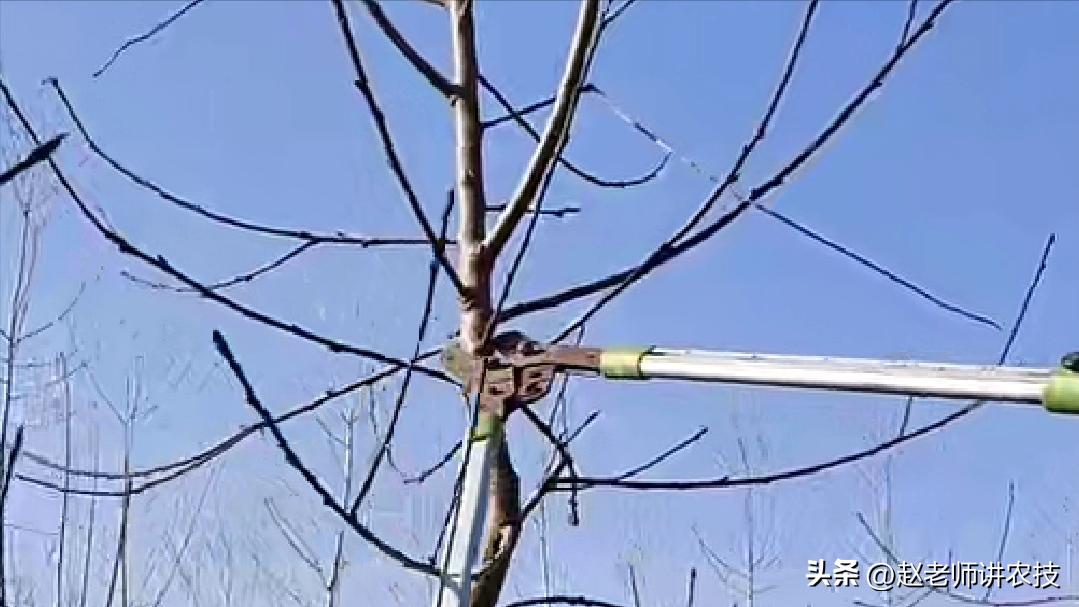 桃树如何防止爆芽,桃树中下部严重光秃如何解决