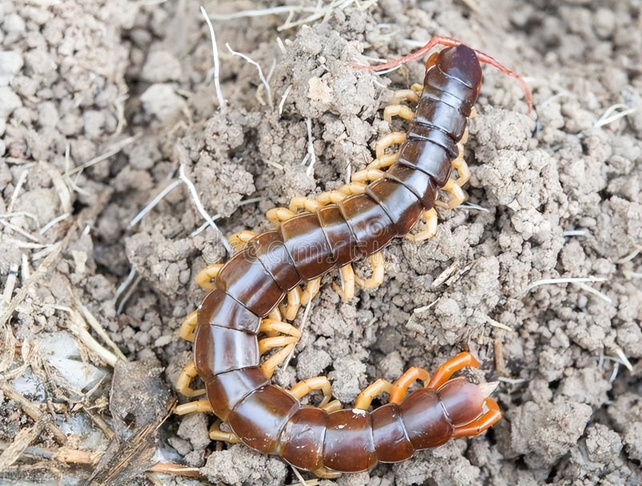 家里一直有蜈蚣是什么原因,蜈蚣老是进家里怎么办啊