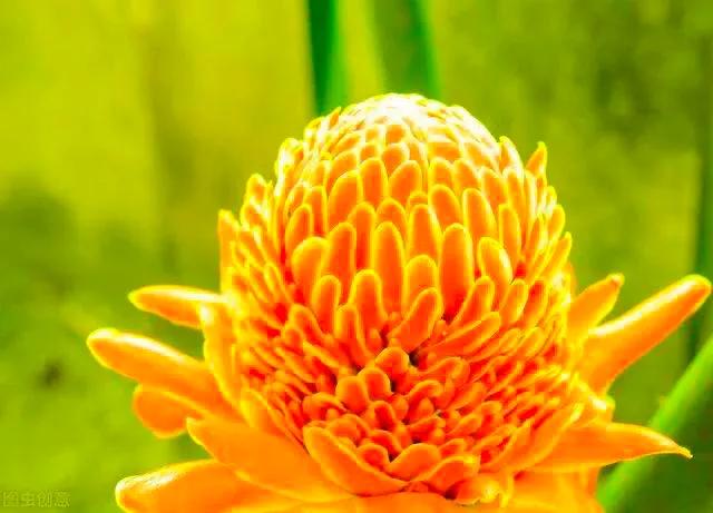 似火炬般的花朵，名字叫做火炬姜