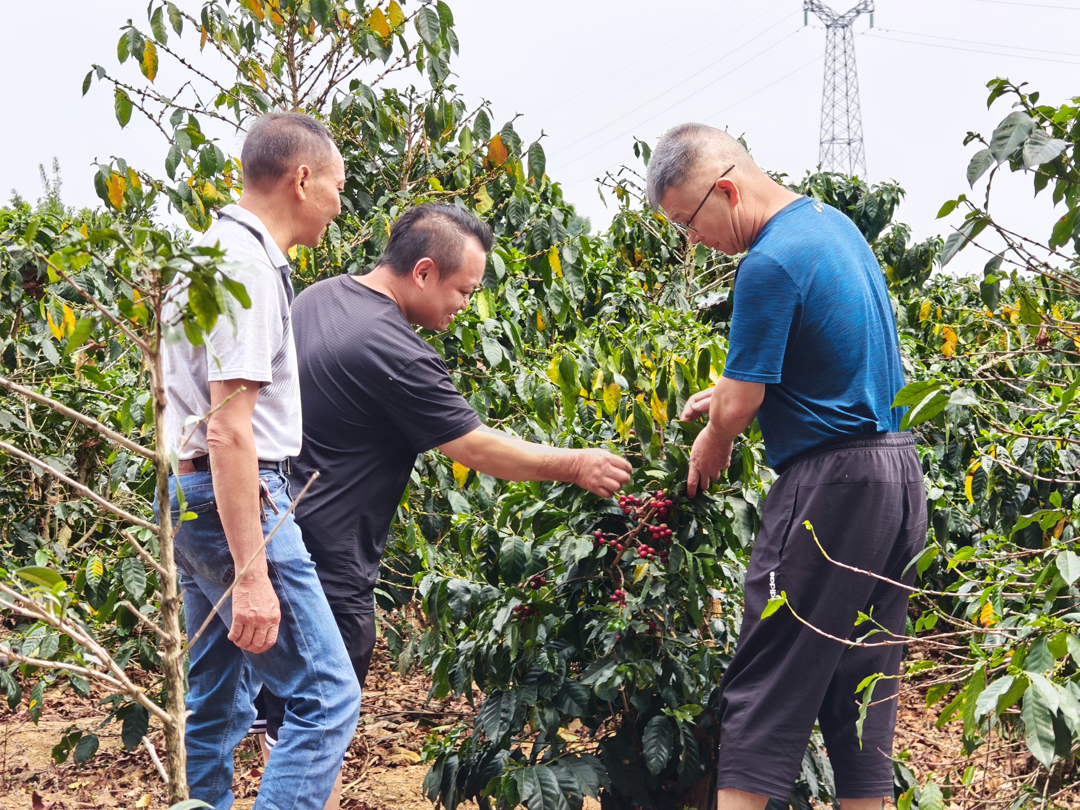 云南精品咖啡产业发展之路,云南小粒咖啡产业现状及发展前景