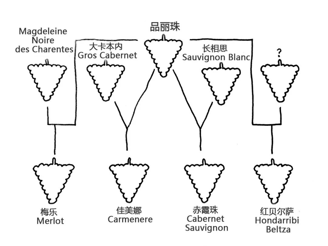 【品种全析】一分钟了解品丽珠