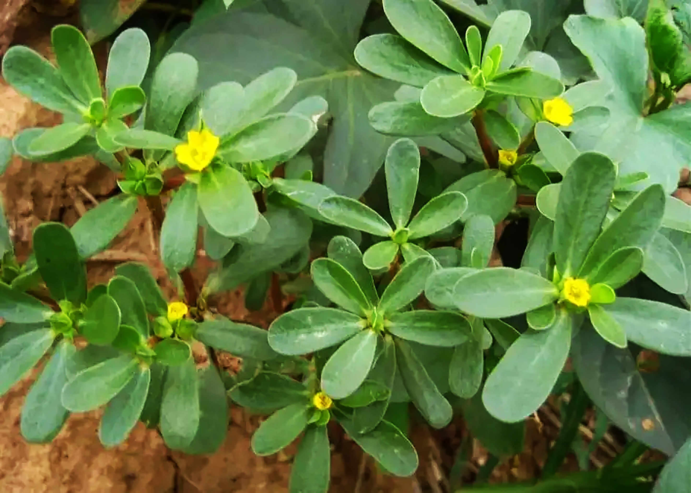纯天然绿色食品马齿苋野菜美食,马齿苋是天然绿色食品