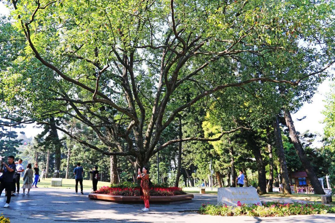 厦门旅游攻略亲子五天四晚冬季游,厦门晚上亲子旅游