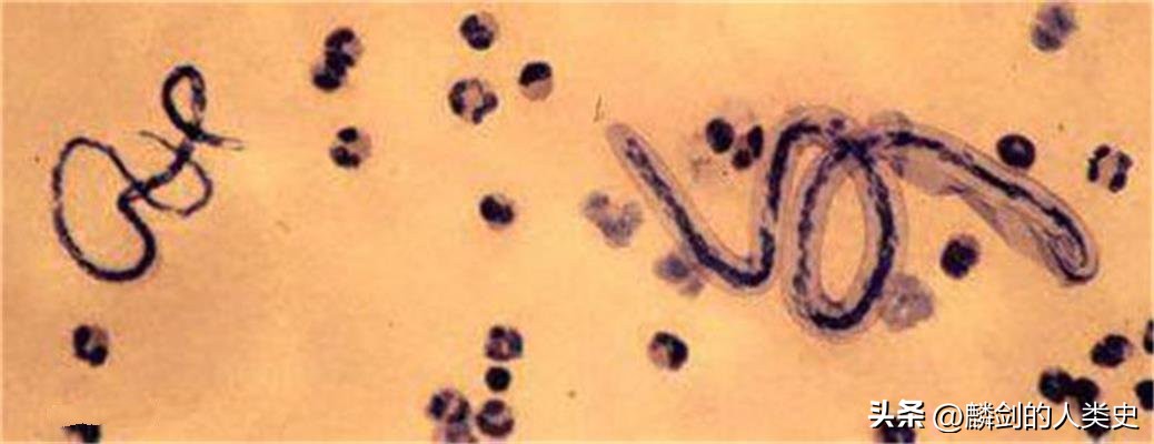 【动物界全系列】小杆目—旋尾亚目