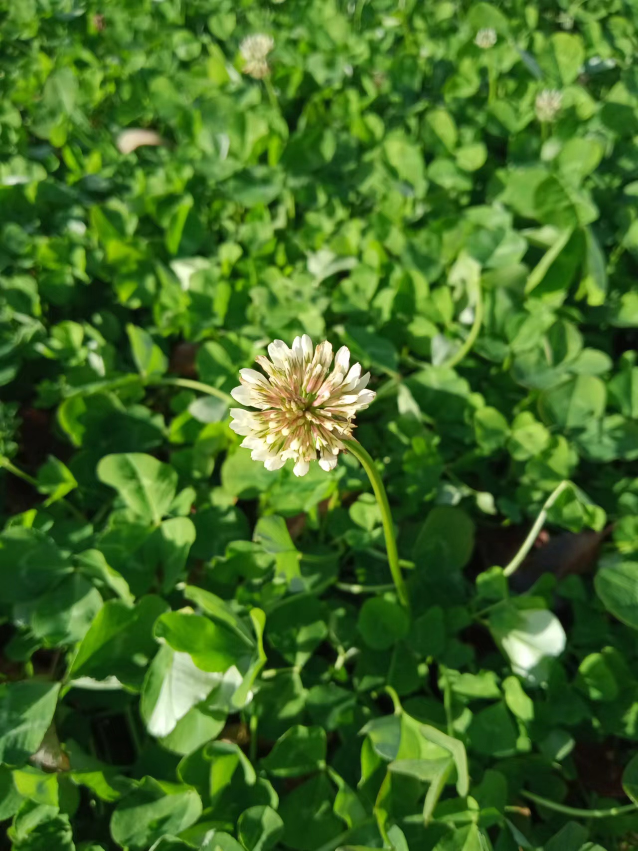 古树、土塔、苍柏、沟壑……