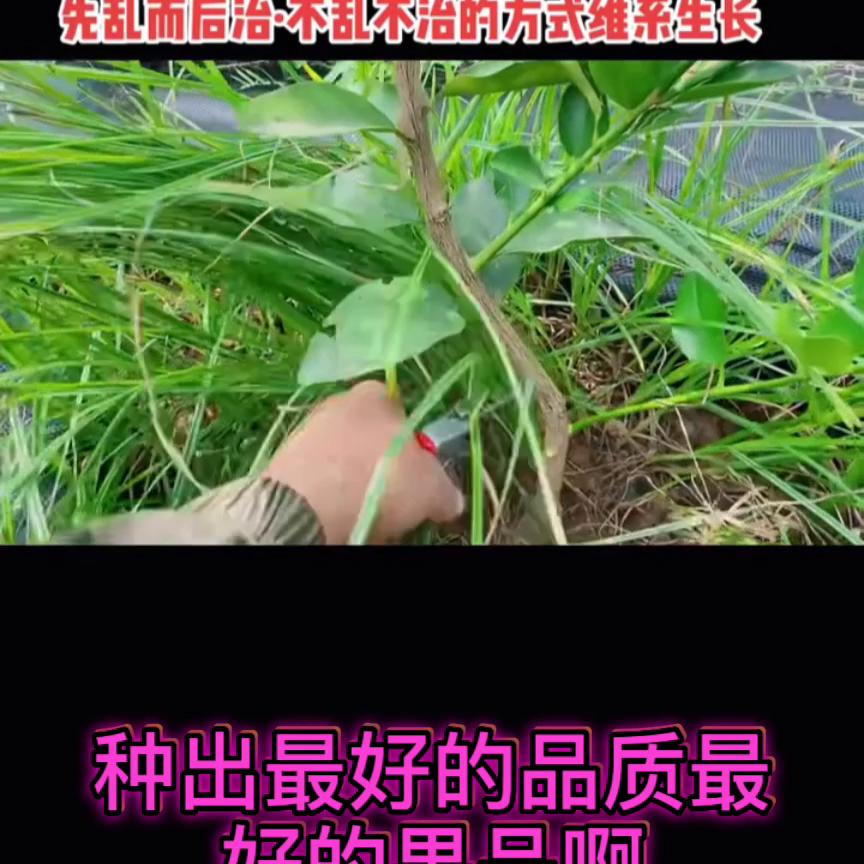 接上一个视频,幼苹果树二次定杆技巧视频