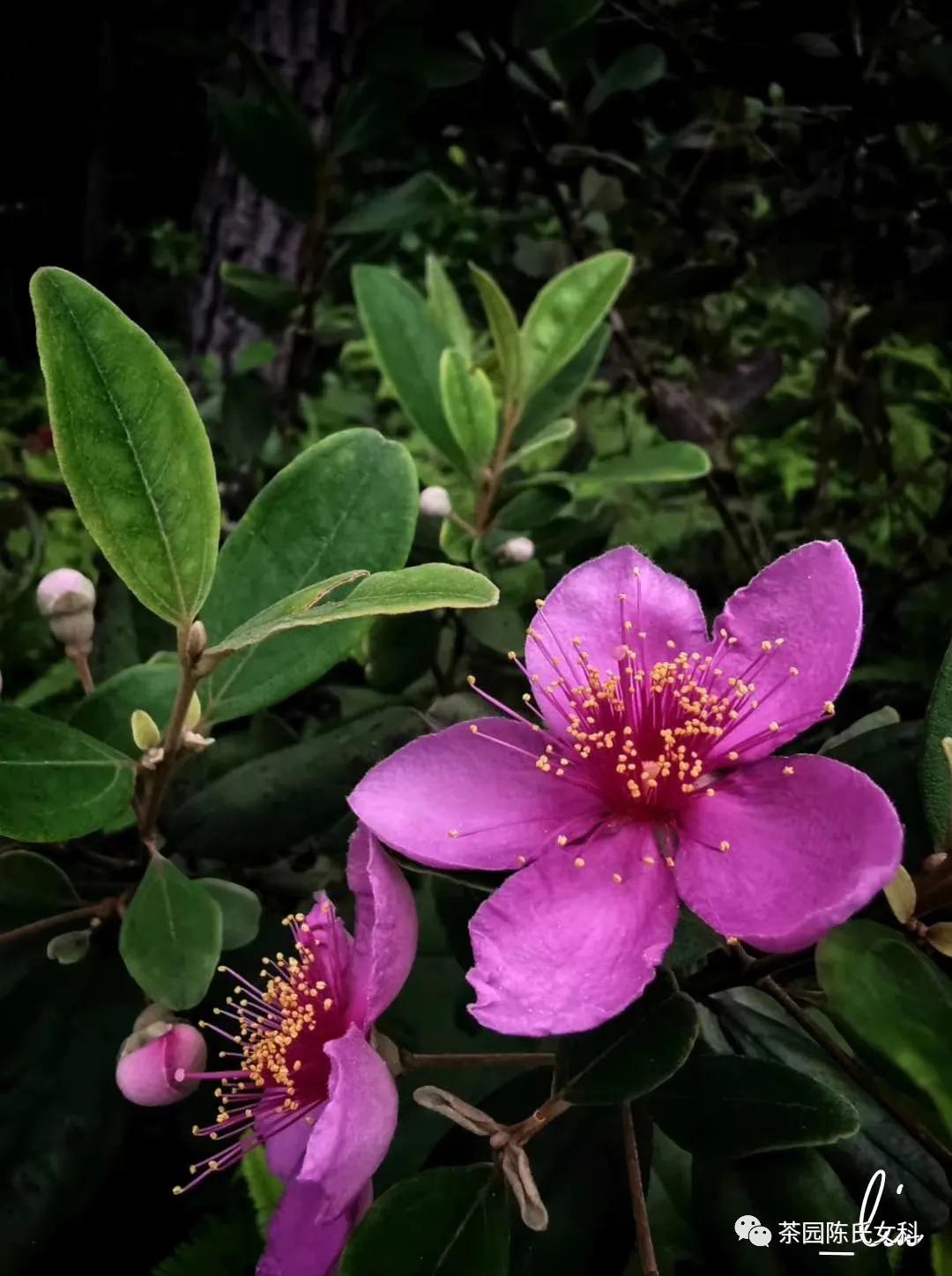 中医所有的妇科疾病都能看吗,看妇科最厉害的中医有哪些