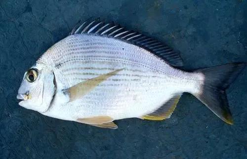 海鲜有什么品种的鱼类好吃,海鲜鱼类名字大全