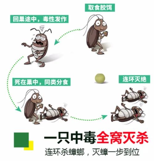 家里有蟑螂怎么才能把蟑螂消灭掉,家里有蟑螂教你一招让蟑螂去无踪