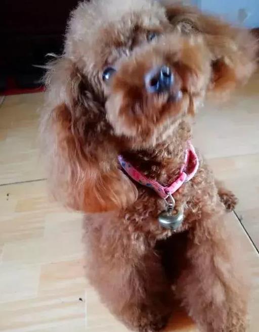 领养的泰迪咬人多次还要继续养吗,泰迪突然开始咬人了是不是打多了