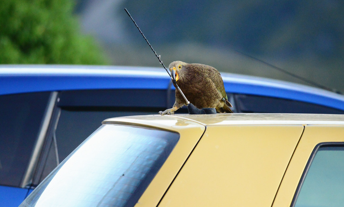 啄羊鹦鹉为什么不讨人喜欢,啄羊鹦鹉简介