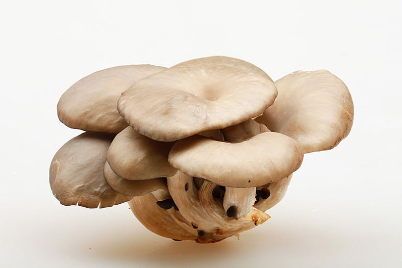 平菇的病虫害防治方法,平菇病虫害防控方法