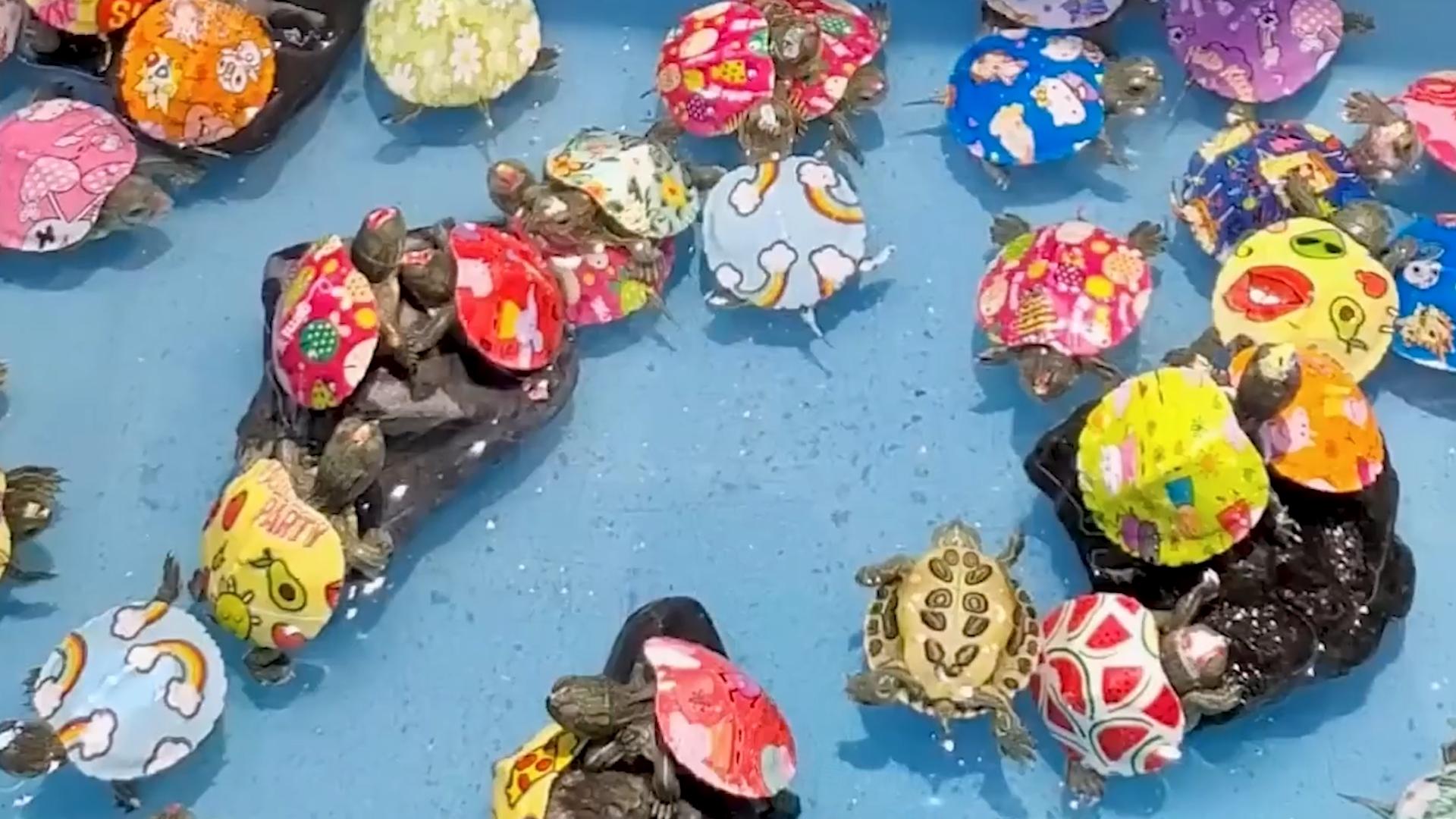 学校门口买的小彩鸡为什么养不活,学校门口的彩色小鸡为什么不能买