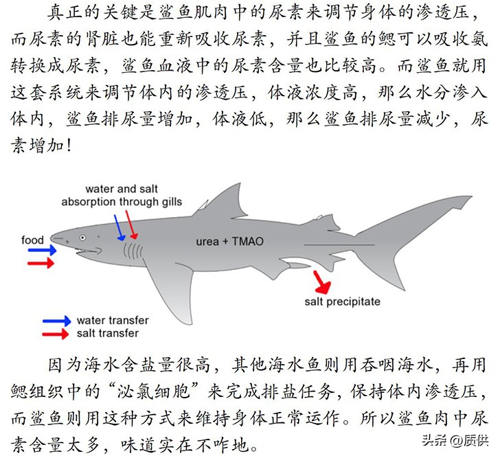 人类为什么只吃鲨鱼,为什么人类只吃鱼翅